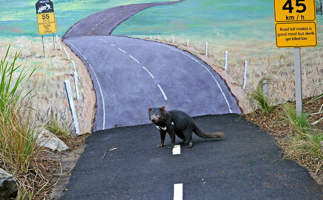 Week in wildlife:  Tasmanian Devil walks down a simulated country road at Taronga Zoo