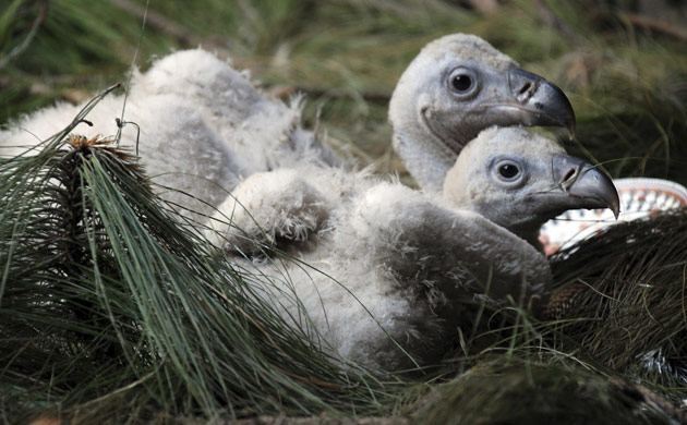 Week in wildlife: long-billed vulture chicks huddle at a breeding center in Pinjore