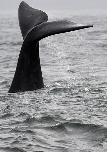 Week in wildlife: The tail of a Southern Right whale 
