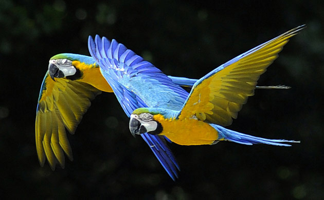 Week in wildlife: Two parrots fly during an exotic bird sh