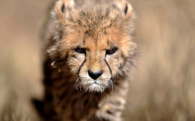 Week in wildlife: Picture of a cheetah cub taken at the Fiela Funds Cheetah Sanctuary