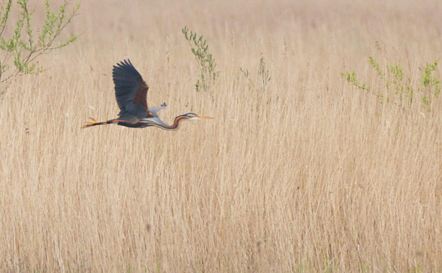 Week in wildlife: Purple herons breed in UK for first time