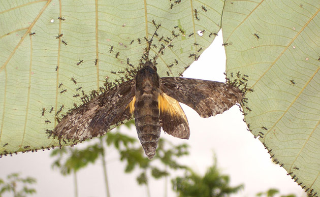 Week in wildlife: Arboreal Ants Use the 