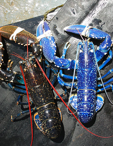 In pictures: blue: lobsters