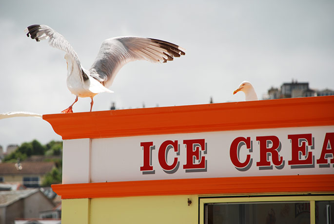 in pictures: summer: Seagulls in St Ives, Cornwall