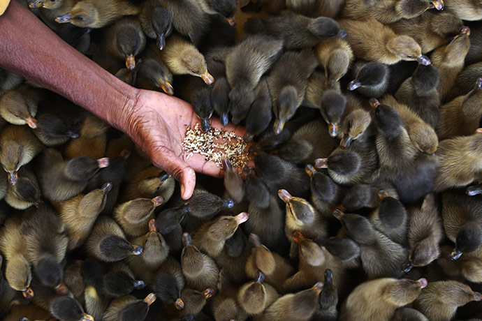 24 Hours: A farmer feeds ducklings on the outskirts of Dhaka, Bangladesh
