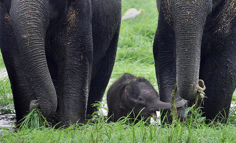 24 hours in pictures: Gauhati, India: A newly-born calf at Deepor Beel wildlife sanctuary