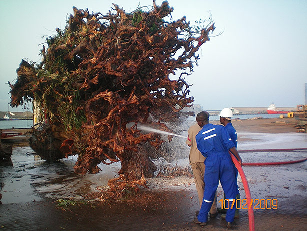Ghost Forest: installation by Angela Palmer made of stumps from Ghana's rainforest