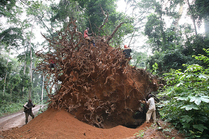 Ghost Forest: installation by Angela Palmer made of stumps from Ghana's rainforest