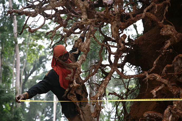 Ghost Forest: installation by Angela Palmer made of stumps from Ghana's rainforest