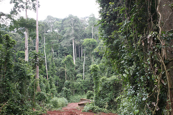 Ghost Forest: installation by Angela Palmer made of stumps from Ghana's rainforest