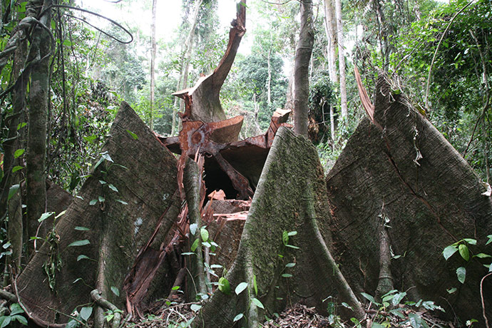Ghost Forest: installation by Angela Palmer made of stumps from Ghana's rainforest