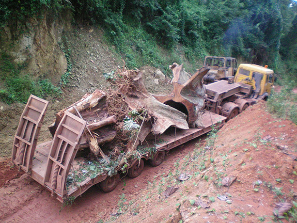 Ghost Forest: installation by Angela Palmer made of stumps from Ghana's rainforest