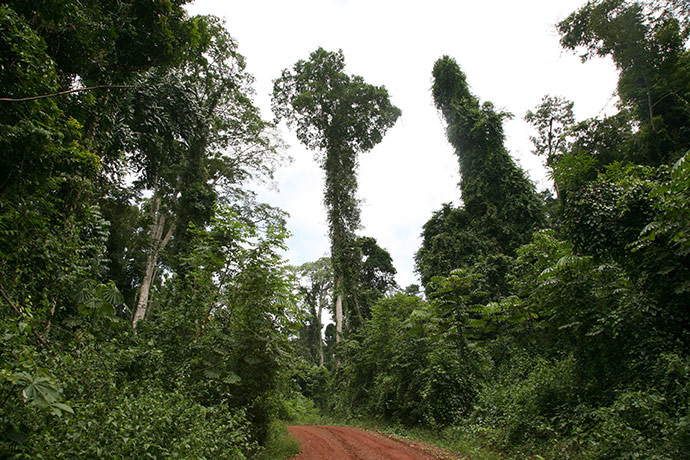 Ghost Forest: installation by Angela Palmer made of stumps from Ghana's rainforest