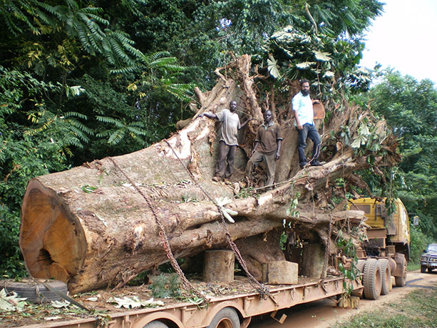 Ghost Forest: installation by Angela Palmer made of stumps from Ghana's rainforest