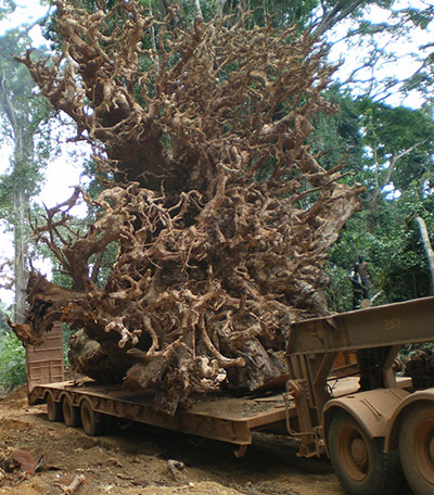 Ghost Forest: installation by Angela Palmer made of stumps from Ghana's rainforest