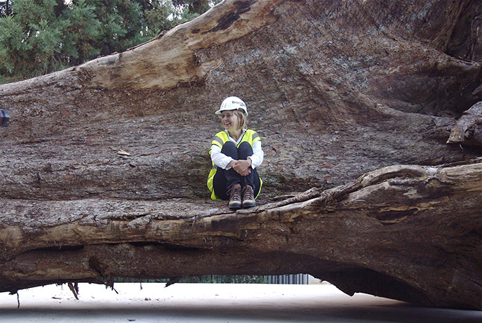 Ghost Forest: installation by Angela Palmer made of stumps from Ghana's rainforest