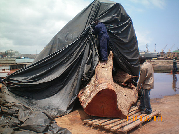 Ghost Forest: installation by Angela Palmer made of stumps from Ghana's rainforest