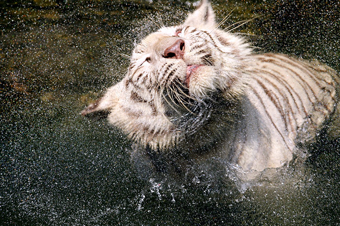 24 hours pictures: A white tiger shakes off water while swimming Singapore