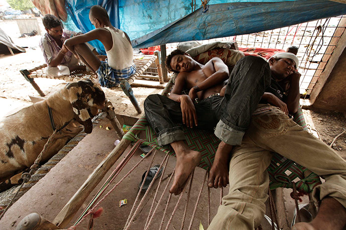 24 hours pictures: A prized goat called Lalu rests with others on a cot, INdia: