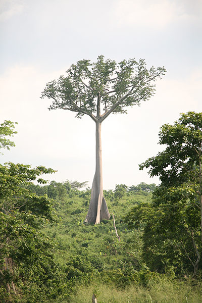 Ghost Forest: installation by Angela Palmer of stumps from Ghana's rainforest: lone tree