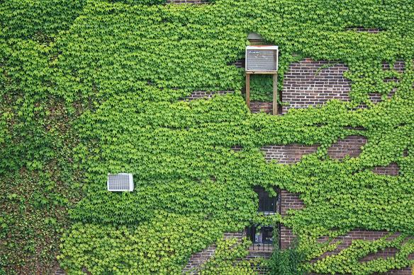 The High Line in New York