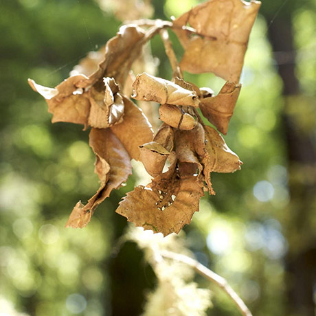 Guardian Camera Club: Rouge Noir participates in the texture photography monthly assignment
