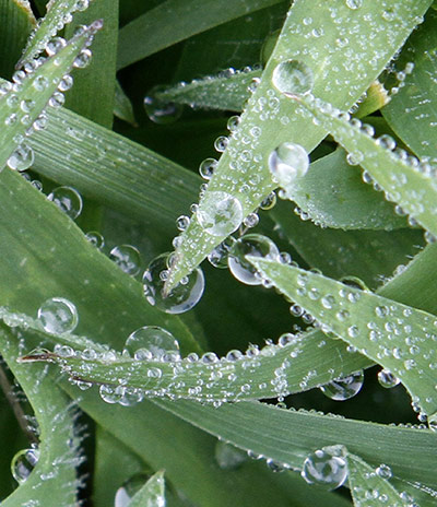 24 hours in pictures: Cincinnati, US: Dew forms on blades of grass