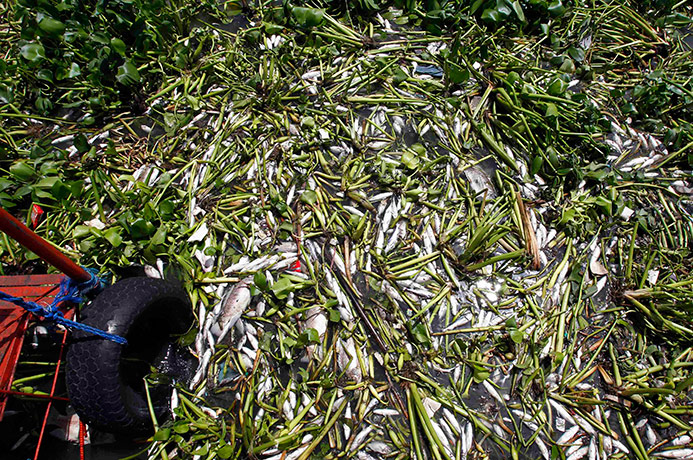 Typhoon Conson: Dead fish float amongst water lilies at the Pasig river