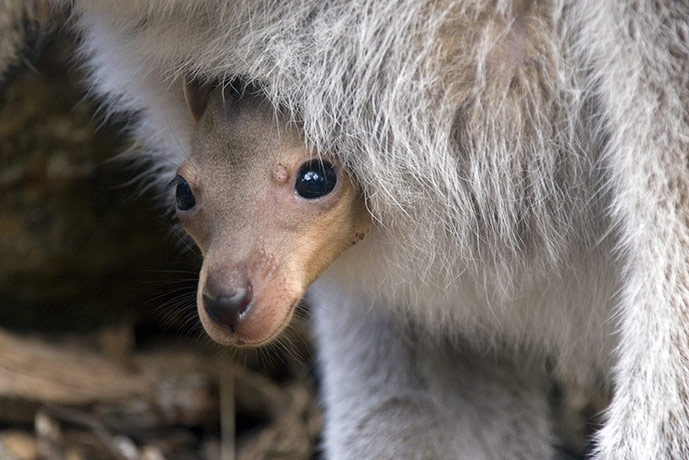 Week in wildlife: Wallaby joey Hanna