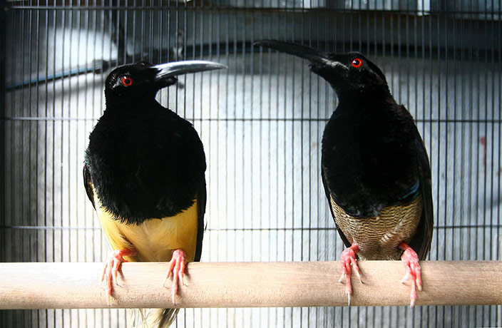 Week in wildlife: a pair of rare birds of paradise