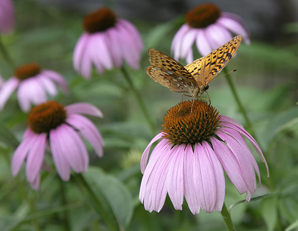 Week in wildlife: A butterfly sits atop the flower of an echinacea plant 