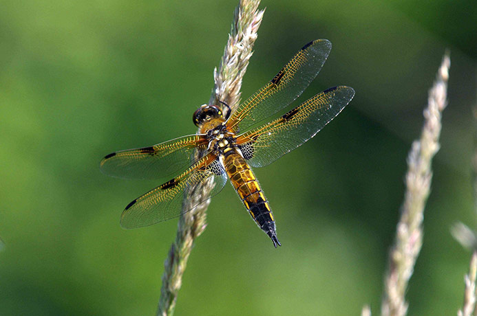 Week in wildlife: A dragonfly is seen on a stalk of grain in Rakov Skocjan