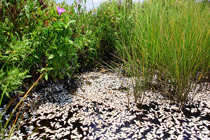 Week in wildlife:  dead fish are seen on the waterways on la Hache Marina Louisiana