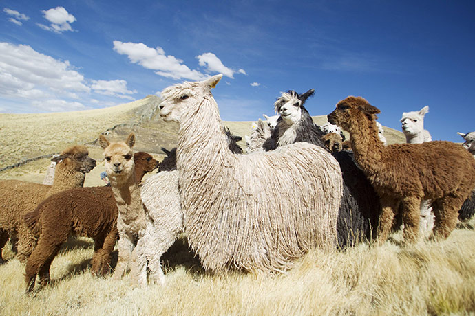 Week in wildlife: A herd of alpacas graze near the Andean  highlands of Puno