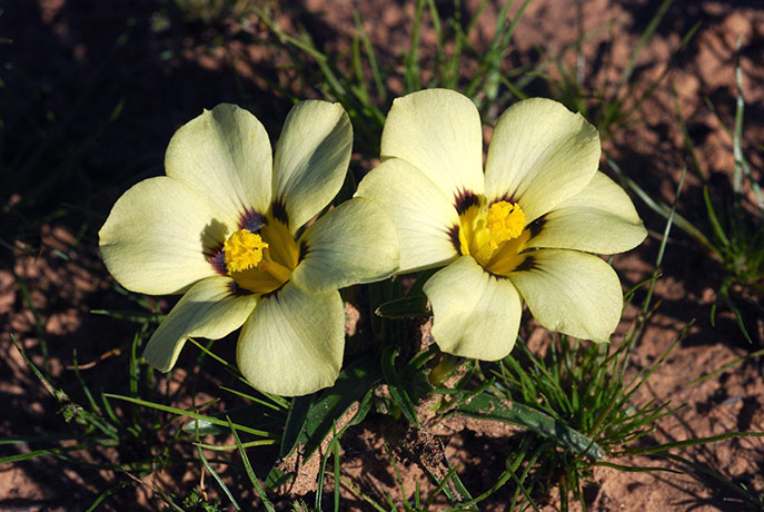Week in wildlife: New Iris-species called 'Vuvuzela'