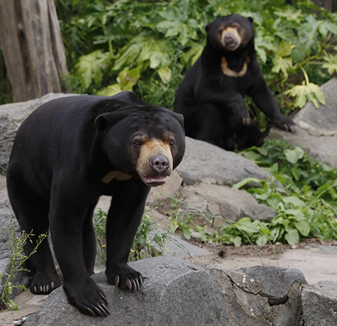 Week in wildlife: Edinburgh Zoo sun bears