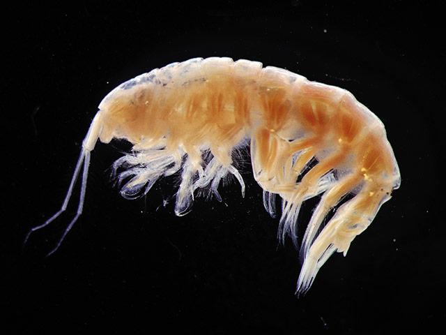 24 Hours in Pictures: Obscure species named by public