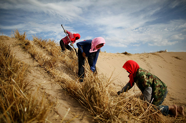 24 hours in pictures: Chinese women lay hay desert of Baijitan Conservation Area