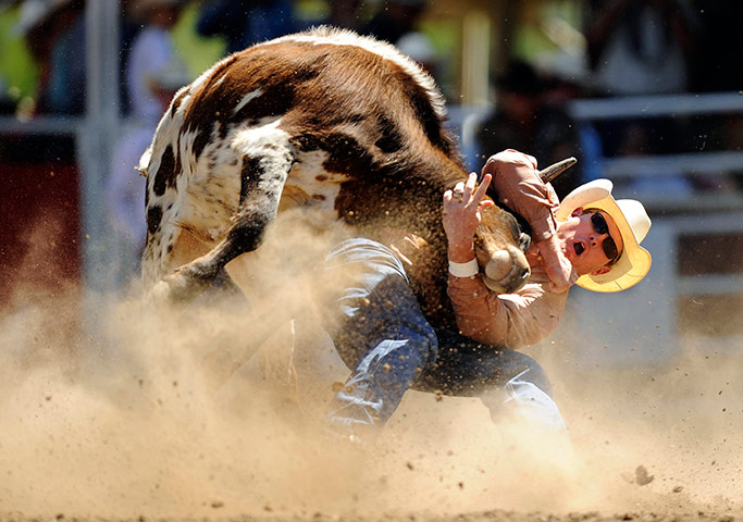 24 hours in pictures: Hunter Cure wrestles a steer in the Steer Wrestling event in Calgary