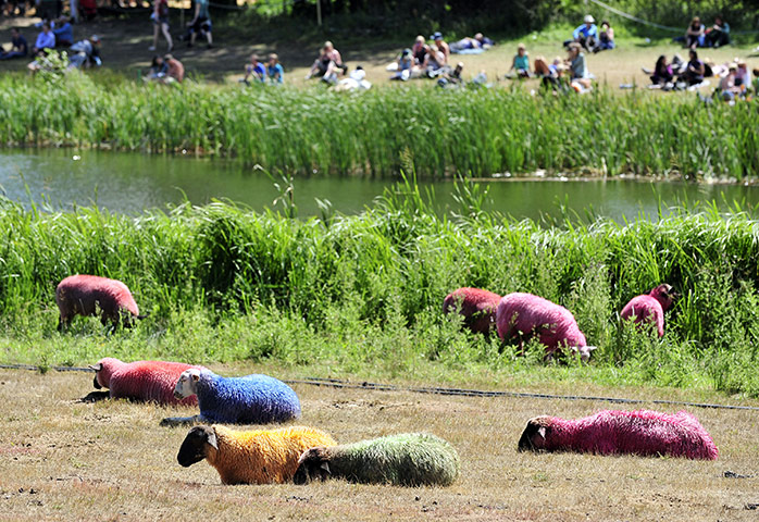 Latitude festival: Painted sheep by the lake
