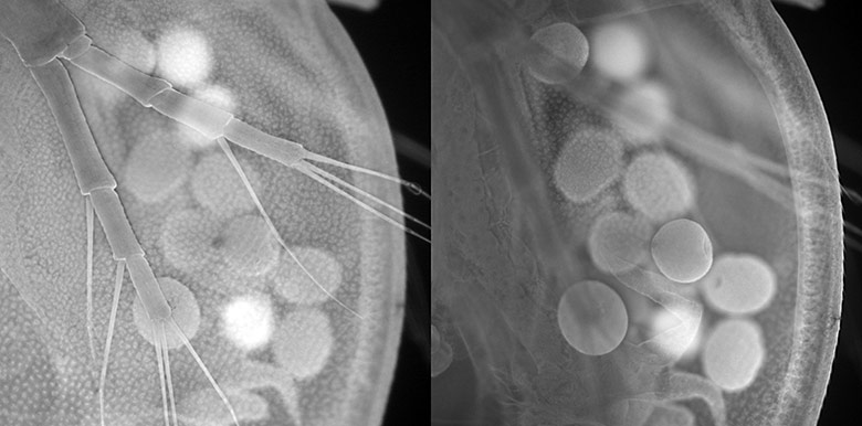 Mesolens: Comparative images of a water flea