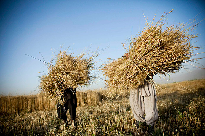 24 hours in pictures: Farmers carry wheat while harvesting in Afghanistan