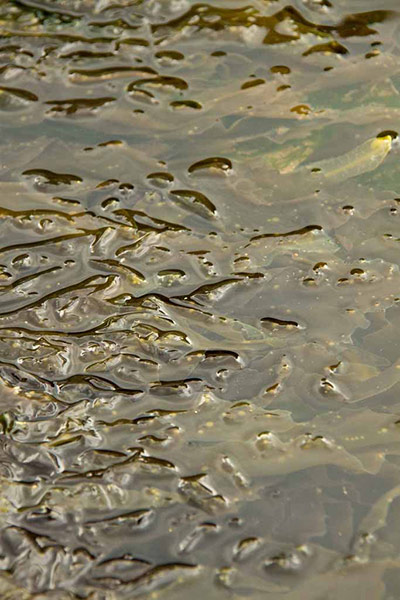 Camera Club: Sally Baitch participates in the texture photography monthly assignment