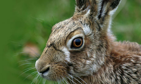 Rabbit Or Hare