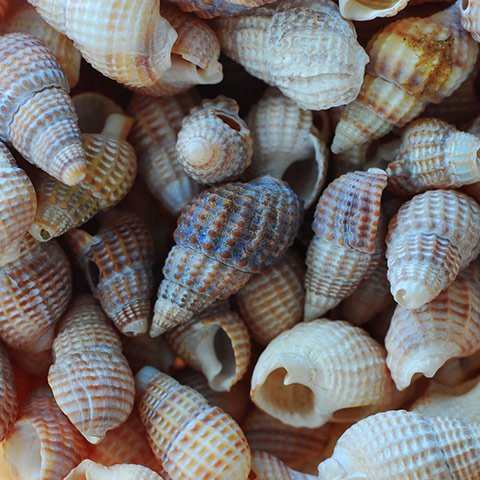 Guardian Camera Club: Jill Henry participates in the texture photography monthly assignment