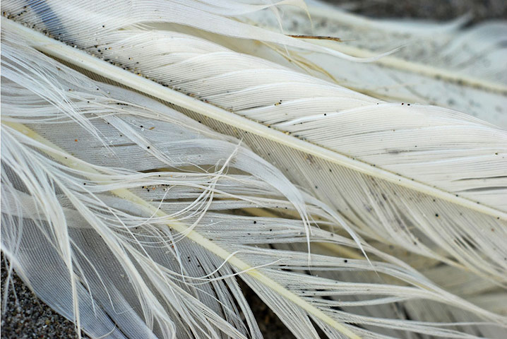 Guardian Camera Club: Jill Henry participates in the texture photography monthly assignment