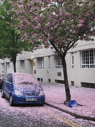 Show and Tell: Paul Smith: Blossom in London taken by Paul Smith