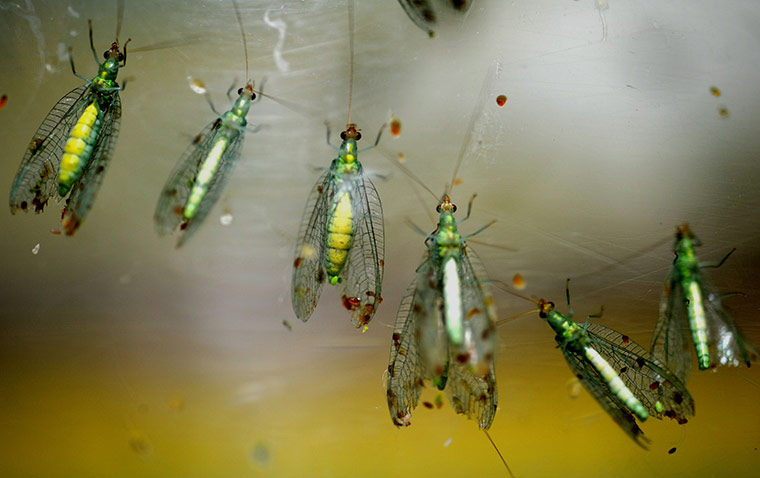 24 hours in pictures: Walker insects in a tank at the annual biotechnology show in Taipei, Taiwan