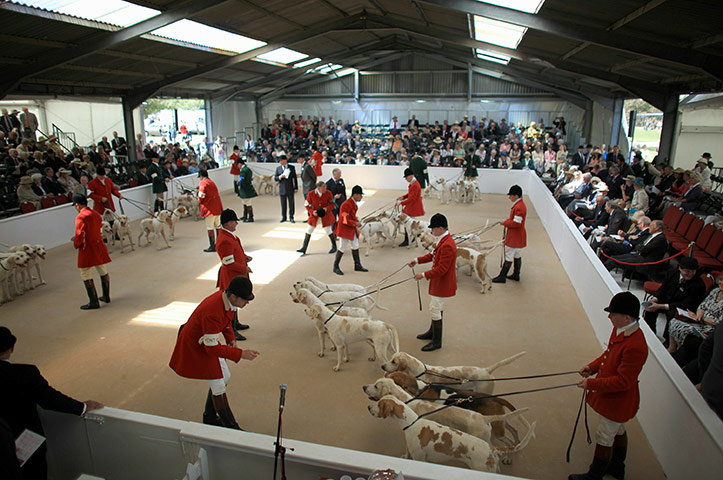 24 hours in pictures: Huntsmen and their hounds are judged during the Peterborough Festival of Hunting
